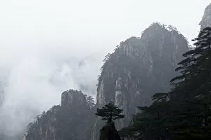 Conifers on peaks of Huangshan Mountains, in fog. Anhui Province, China. 2016