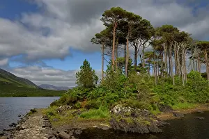 Gymnosperm Prints: Connemara landscape with Scots pines (Pinus sylvestris) along lake