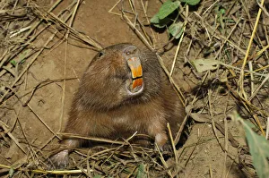 Conovers tuco-tuco (Ctenomys conoveri) digging burrow Kaa-Iya National Park, Bolivia
