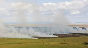 Savanna Prints: Controlled burning of grassland, Masai Mara National Reserve, Kenya. February, 2024