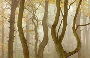 The National Forest Prints: Controted branches and trunks of Beech trees (Fagus sylvatica) in autumn mist