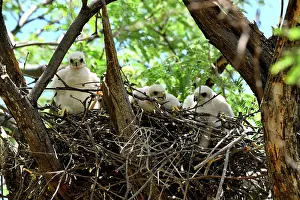 Southwest Usa Prints: Cooper's hawk (Accipiter cooperii) chicks in nest, Catalina State Park, Arizona, USA