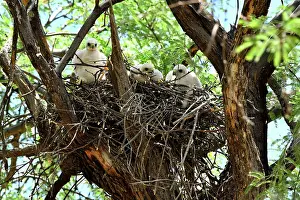 Southwest Usa Prints: Cooper's hawk (Accipiter cooperii) chicks in nest, Catalina State Park, Arizona, USA