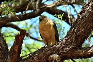 Southwest Usa Prints: Cooper's hawk (Accipiter cooperii) perched on branch