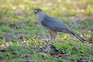 Florida Prints: Cooper's hawk (Accipiter cooperii) perched on ground with prey