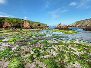 Seaweed Prints: The Cooss bay at low tide, Muckle Sound