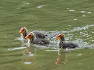 Black Coot Prints: Three Coot chicks (Fulica atra) on water soon after hatching