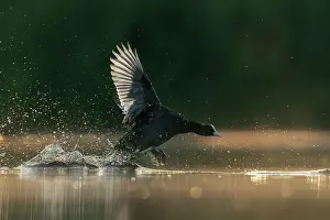Black Coot Prints: Coot (Fulica atra) displaying aggression in a territorial fight
