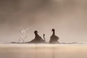 Black Coot Prints: Coot (Fulica atra) two fighting in a territorial dispute during the breeding season on a