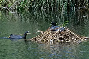 Incubating Prints: Coot (Fulica atra) swimming to its nest with beakful of nest material as its mate incubates eggs