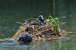 Incubating Prints: Coot (Fulica atra) swimming to its nest with beakful of nest material as its mate incubates eggs