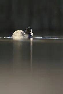 Coot (Fulica atra) on water in evening light, Fife, Scotland, UK, November
