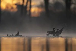 Images Dated 28th January 2022: Coots (Fulica Atra) fighting in early morning light. Valkenhorst Nature Reserve, The Netherlands