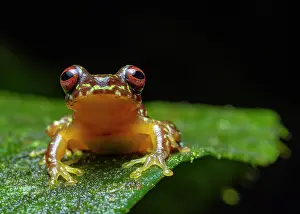 Hylidae Prints: Copan brook frog (Duellmanohyla soralia) resting on leaf