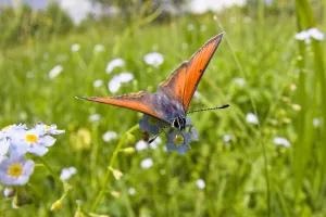 Boraginaceae Prints: Copper butterfly (Lycaena sp) on Forget-me-not (Myosotis sp) Poloniny National Park
