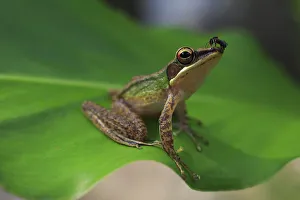 Ranidae Prints: Copper-cheeked frog (Chalcorana labialis) from riparian lowland rainforest on