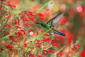 Copper-rumped hummingbird (Saucerottia tobaci) feeding, Tobago, West Indies