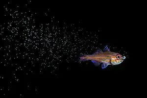 Hatch Prints: Copperstriped cardinalfish (Ostorhinchus holotaenia) male releasing newly hatched fry from mouth whilst swimming