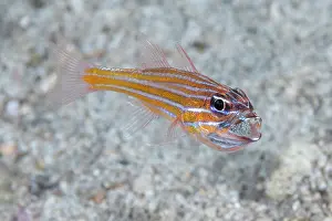Paternal Behaviour Prints: Copperstriped cardinalfish (Ostorhinchus holotaenia) male