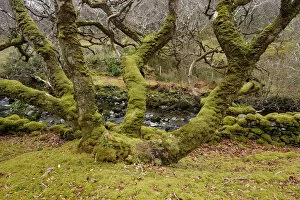 Ancient Gallery: Coppiced oak tree covered in moss, Dernasliggaun, West of Leenaun, County Mayo, Republic of Ireland
