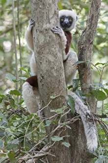 Sifaka Prints: Coquerels sifaka (Propithecus coquereli) curious individual up in tree, Ankarafantsika