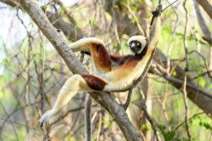 Relaxation Prints: Coquerel's sifaka (Propithecus coquereli) female