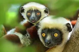 Sifaka Prints: Coquerel's sifaka (Propithecus coquereli) female with infant