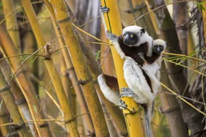 Coquerels sifaka (Propithecus coquereli) female with young on back climbing in bamboo