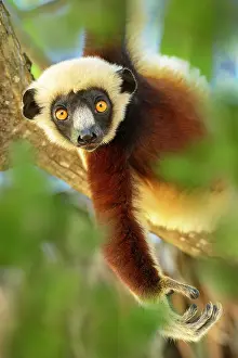 Sifaka Prints: Coquerel's sifaka (Propithecus coquereli) juvenile