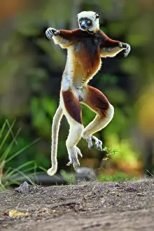 Jumping Prints: Coquerel's sifaka (Propithecus coquereli) male