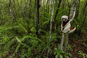 Coquerels sifaka (Propithecus coquereli) Palmarium, Atsinanana, Madagascar