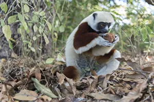 Coquerels sifaka (Propithecus coquereli) searching fallen fruit on forest floor