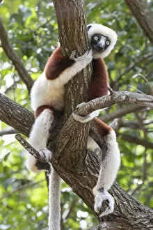 2019 November Highlights Collection: Coquerels sifaka (Propithecus coquereli) in tree, relaxing, Ankarafantsika National Park