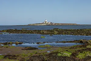 Tern Prints: Coquet Island Northumberland GB UK August 2022