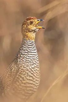 Perdicinae Prints: Coqui francolin (Peliperdix coqui) male