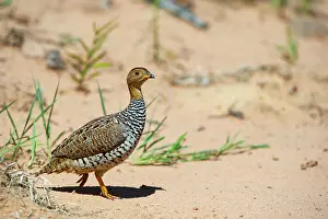 Perdicinae Prints: Coqui francolin (Peliperdix coqui) portrait