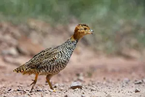 Perdicinae Prints: Coqui francolin (Peliperdix coqui) portrait