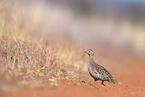 Perdicinae Prints: Coqui francolin (Peliperdix coqui) walking across a road
