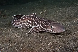 Shark Prints: Coral catshark (Atelomycterus marmoratus) resting on the seabed