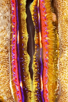 Yellow Collection: Coral clam (Pedum spondyloideum) close up, Maldives, Indian Ocean