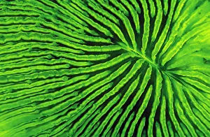 Images Dated 10th February 2009: Coral (Fungia sp) fluorescence at night, captured using very powerful electronic strobes