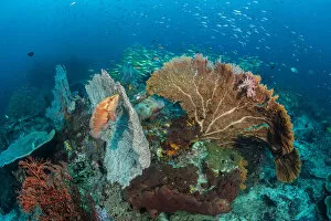 West Irian Jaya Collection: Coral grouper (Cephalopholis miniata) waits in ambush, hiding against a seafan