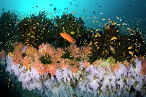 Maldive Islands Prints: Coral grouper (Cephalopholis miniata)