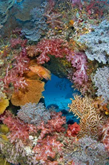 Thailand Prints: Coral grouper (Cephalopholis miniata) guarding its territory on a colourful coral reef