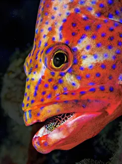 Spotted Prints: Coral grouper (Cephalopholis miniata) with an unidentified fish prey in mouth