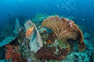 Sea Life Prints: Coral grouper (Cephalopholis miniata) waits in ambush, hiding against a seafan