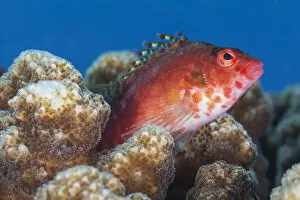 Coral hawkfish (Cirrhitichthys oxycephalus), El Pardito Island