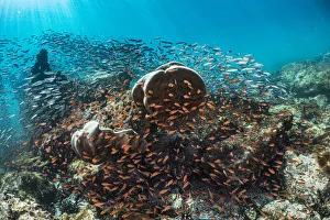 Tui De Roy - A Lifetime In Galapagos Prints: Coral heads surrounded by Blacktip cardinalfish (Apogon atradorsatus