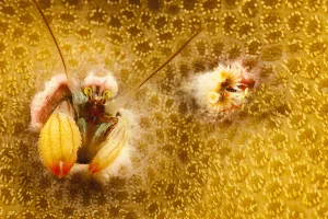 Homes Prints: Coral hermit crab (Paguritta sp) in coral home, Yap, Micronesia. Small repro only