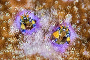 Paguridae Prints: Coral hermit crabs (Paguritta sp)